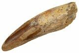 Fossil Spinosaurus Tooth - Real Dinosaur Tooth #324831-1